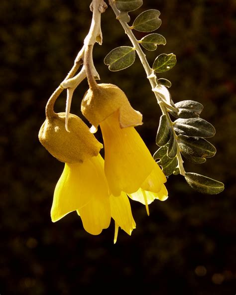 Kowhai Flowers - a photo on Flickriver