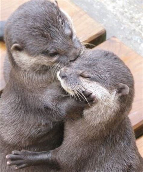 Otter love | Cute baby animals, Otters cute, Cute animals