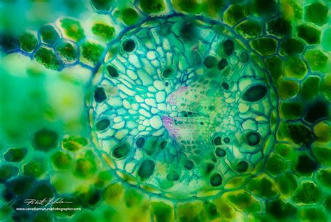 The Microscopic Beauty of Plants and Trees by Robert Berdan - The ...