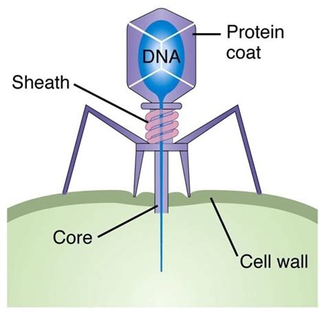 AP Biology Review: Viruses, Prions, and Viroids