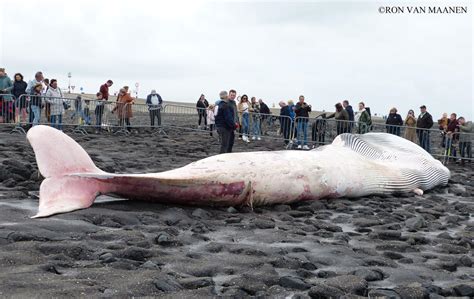 Fin whale (Balaenoptera physalus) by roodbaard1958 on DeviantArt