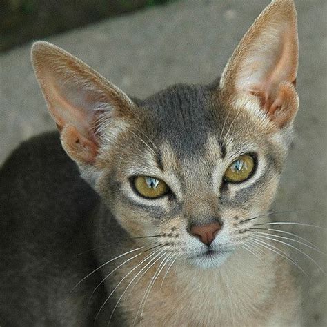 Portrait of a Blue Abyssinian Kitten | Abyssinian kittens, Abyssinian cats, Cute cats and kittens