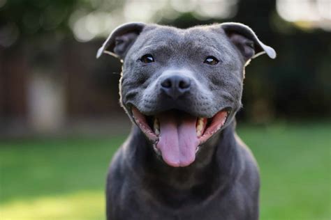 The Staffordshire Bull Terrier - The Dogington Post