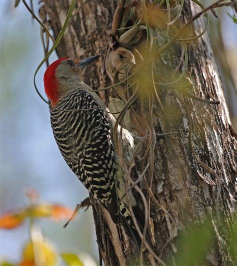 Pictures and information on Red-bellied Woodpecker