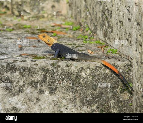 African Rainbow Lizard or African Red-headed Agama africana Stock Photo ...