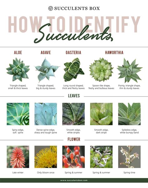 Succulent Identification: Aloe, Agave, Gasteris and Haworthia Plant | Different types of ...