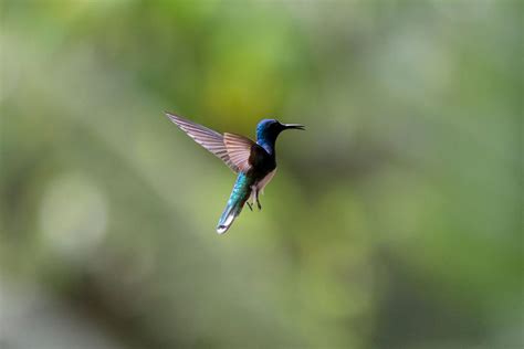 MINDO CLOUD FOREST 2 DAYS – MariteTours | Reserva tours, atracciones y ...