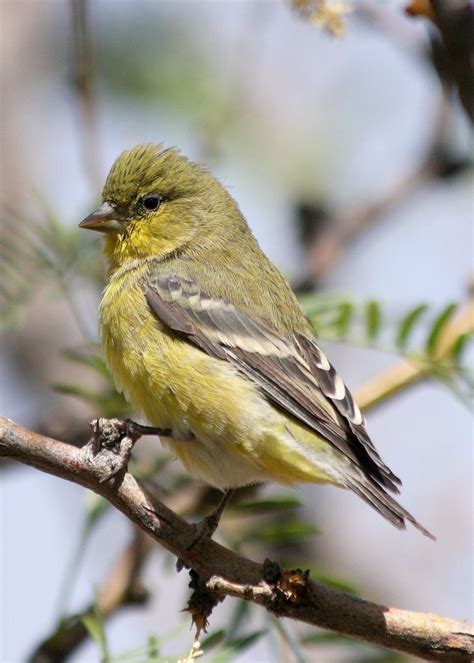 Lesser Goldfinch - eBirdr