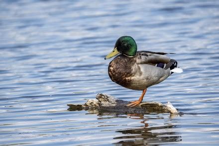 500 Mallard drake Stock Pictures, Editorial Images and Stock Photos ...