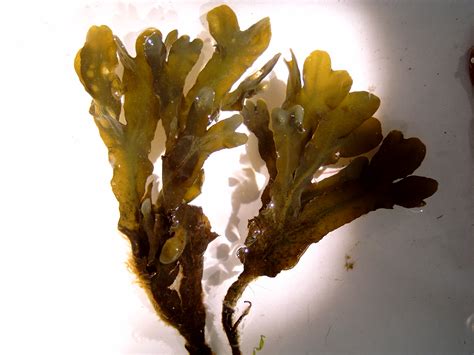 Spiral wrack (Fucus spiralis)