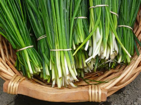 chives (3) | Recipes from Nash's Organic Produce