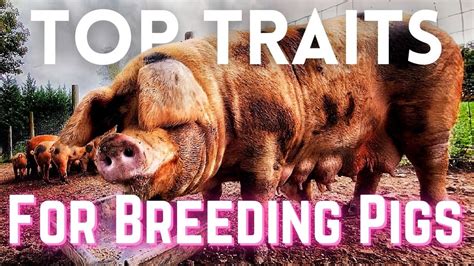 TOP BREEDING SOW TRAITS: Gloucestershire Old Spot | Pork Tour - YouTube