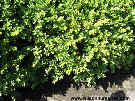 Chicagoland Green Boxwood – Wilson Nurseries