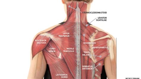 This is why improving the neck muscles will help you with neck pain ...