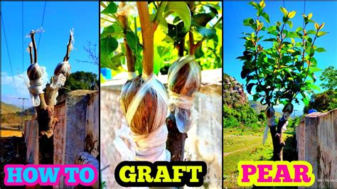 How to graft pear tree | Pear grafting technique - YouTube