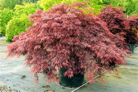 Acer palmatum 'Red Dragon' Japanese Maple | Conifer Kingdom