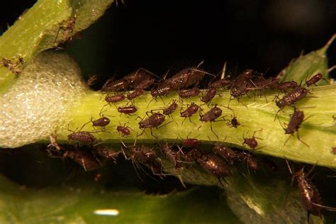 Aphids - Cannabis Horticultural Association