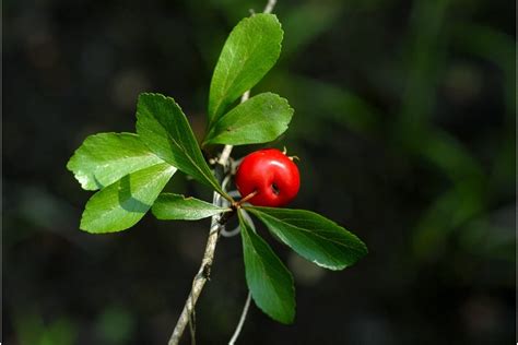 How To Root Mayhaw Cuttings – Tips For Growing Mayhaw From Cuttings