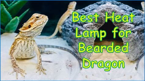 The 7 Best Heat Lamp for Bearded Dragon [2024 Reviews]