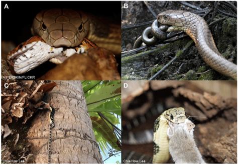 Feeding behavior of King Cobra. Ophiophagy is observed in (A, B) adult ...