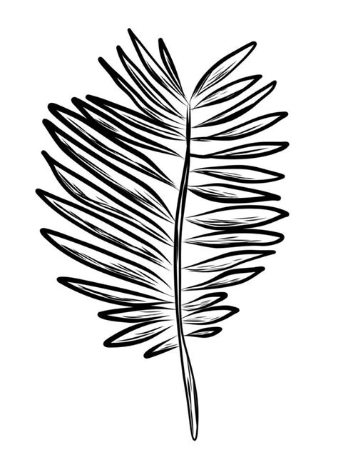 Coconut leaf in sketch style 25945492 Vector Art at Vecteezy