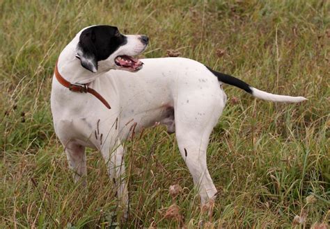 ENGLISH POINTER PUPPIES English Pointer Puppy, Pointer Puppies, Cheap Dog Food, Cheap Dogs, High ...