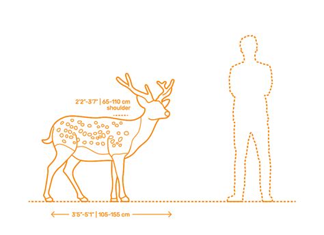 Sika Deer Dimensions & Drawings | Dimensions.com