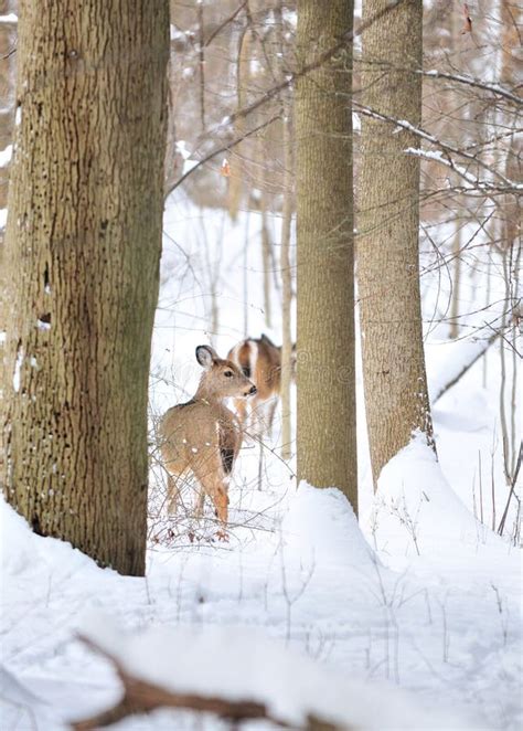 Baby Deer in Snow Fall Looking at Camera Stock Photo - Image of baby ...