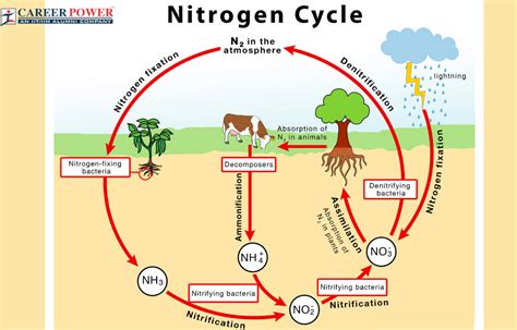 Nitrogen Fixation Cycle