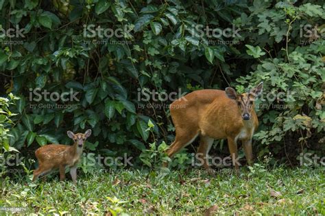 Northern Red Muntjac Mother And Fawn Stock Photo - Download Image Now ...