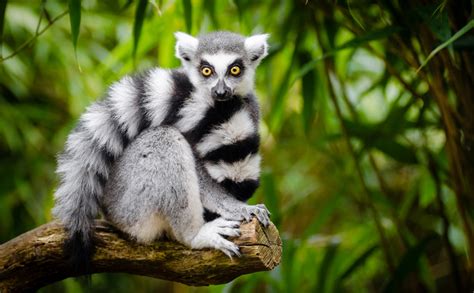 'A wake up call': New study reveals drastic decline in ring-tailed lemur population - The Chronicle