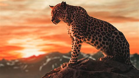 Cheetah Wallpapers - Infoupdate.org