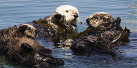 Sea otters' diet clue to their slow recovery speed - Ocean Sentry