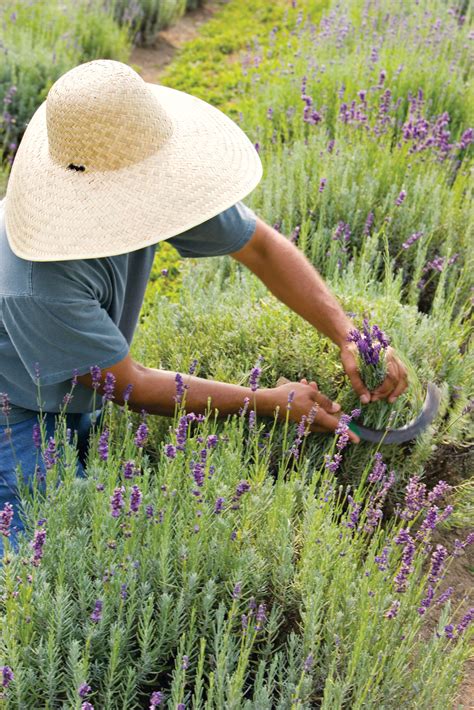 When and How to Harvest Lavender for the Best Fragrance