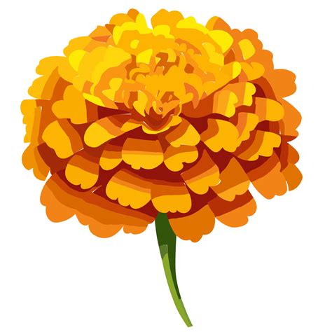 Marigold flower transparent background,Ai Generative 27434156 PNG