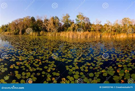 Red Bug Lake, Casselberry, Florida: Lily Pads (2022) Stock Photo - Image of florida, 2022: 244933746