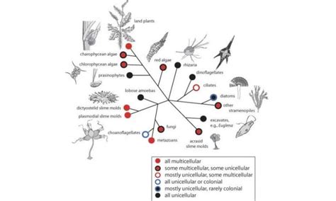 From one cell to many: How did multicellularity evolve?