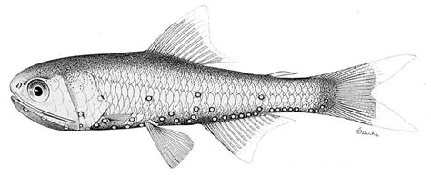 Lanternfish - Wikipedia