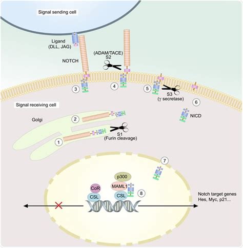 Notch Signaling Pathway