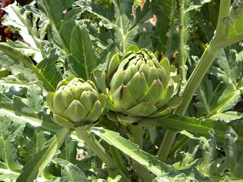 Artichoke