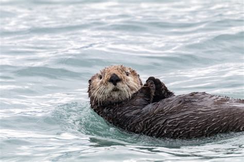 Sea otter float in Alaska - Off the Beaten Path