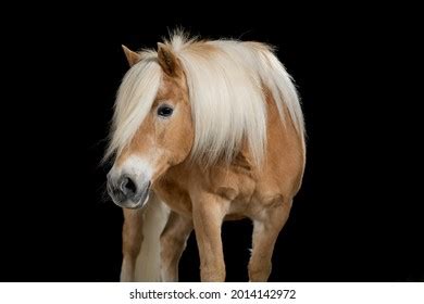 4,455 Haflinger horse Images, Stock Photos & Vectors | Shutterstock