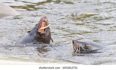 360 Sea lion eating fish Images, Stock Photos & Vectors | Shutterstock