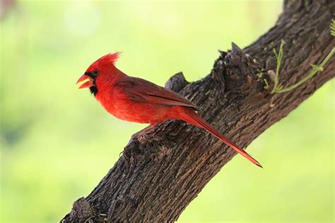 Northern Cardinal Singing #1 Photograph by Monica Donaldson Stewart ...