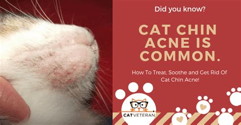How Do You Get Rid of Cat Acne? (Treatments, Causes & Symptoms)