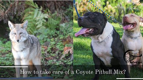 Coyote Pitbull Mix: A Complete Guide (With Pictures)