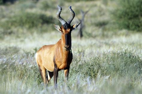 hunting-hartebeest – Peter Flack – hunter, writer, conservationist