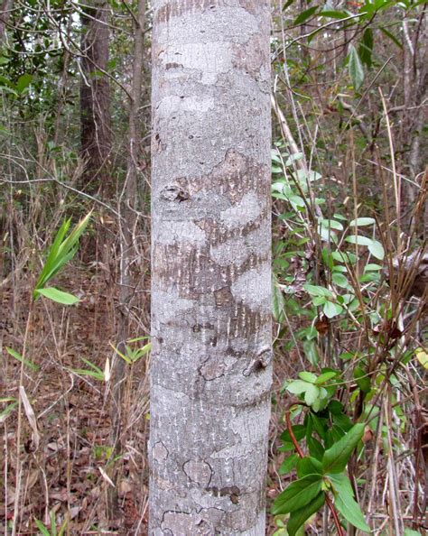 Plants - North Carolina Native Plant Society