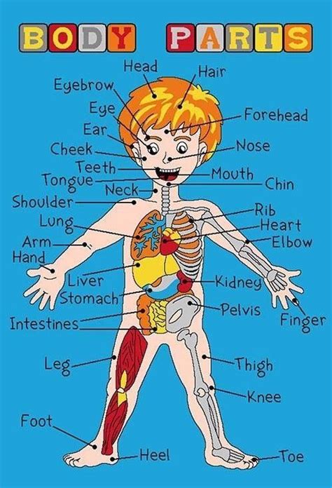 Kids Children Fun Educational Body Parts Anatomy Organs Lab Classroom ...