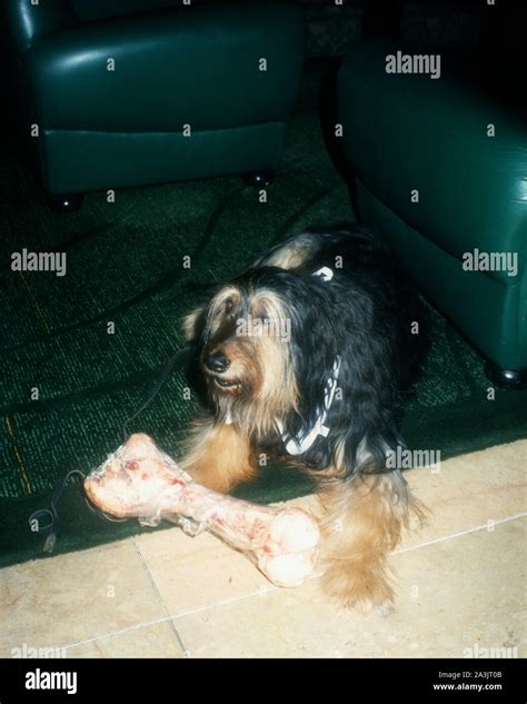 Los Angeles, California, USA 28th January 1995 Buck the Dog attends ...